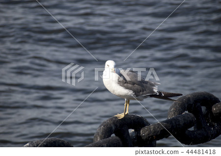 海貓在Yamashita公園 44481418