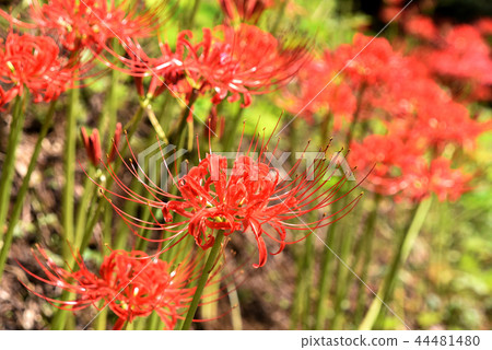 群集孤挺花 44481480