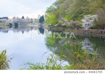 Spring Lake Tanuki, Fujinomiya City, Shizuoka Prefecture Spring Lake Tanuki, Fujinomiya City, Shizuoka Prefecture 44481705