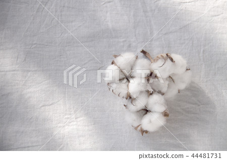 Cotton flower white background Cotton flower white background 44481731