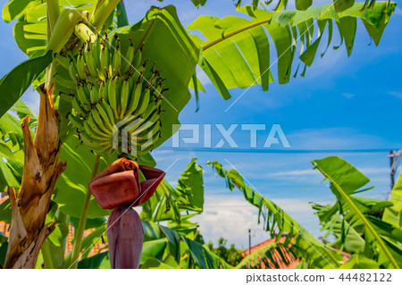 Okinawa Taketomi Island Banana Tree Okinawa Taketomi Island Banana Tree 44482122
