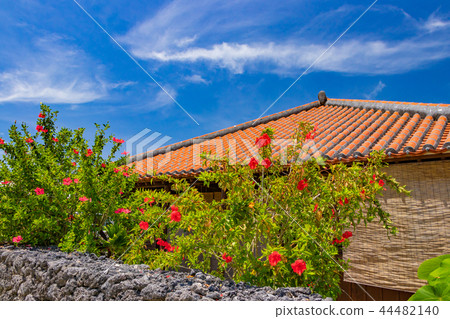 沖繩竹富島琉球瓷磚房屋和芙蓉 44482140