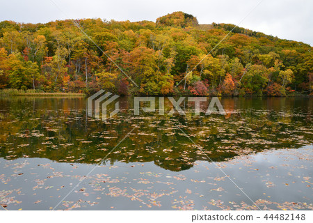 Shiga Kogen autumn leaves # 20 Shiga Kogen autumn leaves # 20 44482148