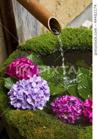 Hydrangea bloomed and dried Hydrangea bloomed and dried 44482174