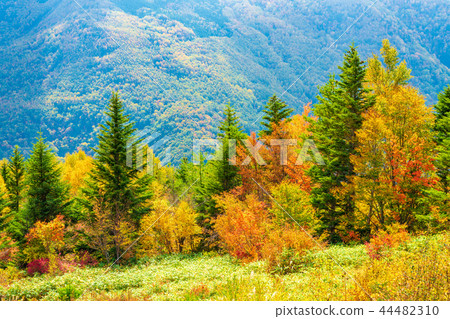(Nagano Prefecture) Autumn leaves around Yamada Ranch (Nagano Prefecture) Autumn leaves around Yamada Ranch 44482310
