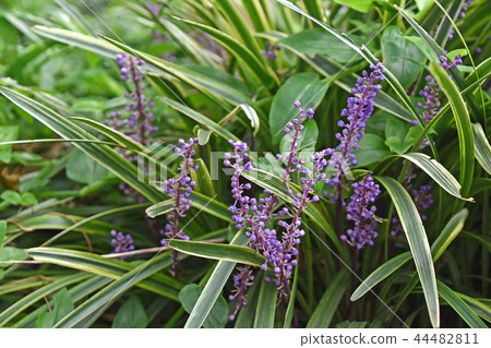 Raven Yabran Raven Yabran 44482811