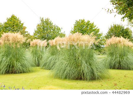 Pampasgrass Graminae 44482969