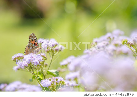 Zuma giuna Zuma giuna 44482979