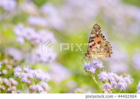 Zuma giuna Zuma giuna 44482984