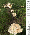 蘑菇 44482995