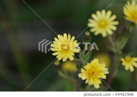 Flowers Flowers 44482996