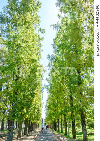 Fresh green tree-lined avenue 44482998
