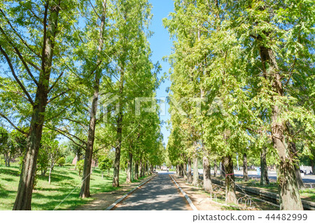 Fresh green tree-lined avenue 44482999