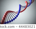 DNA image: red blue 44483021