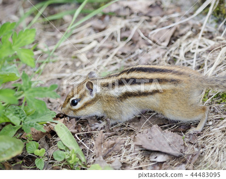 Ezo芯片松鼠(左)在地面上奔跑 Ezo芯片松鼠(左)在地面上奔跑 44483095