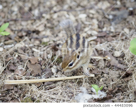 魷魚一點一點地在地上奔跑 44483096