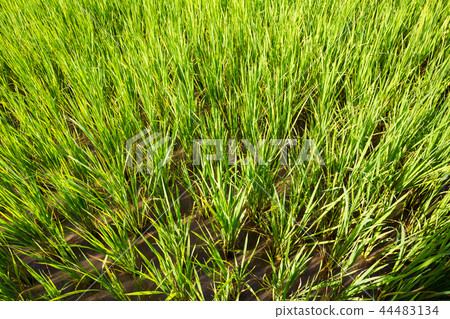 rice field rice field 44483134