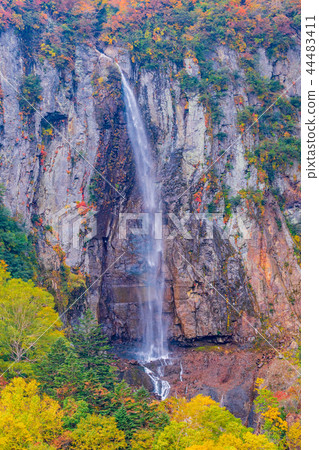 (Nagano) Yonago Daifufu Fudo Waterfall of colored leaves 44483411
