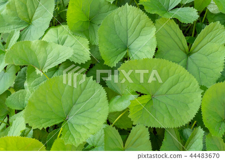 樹，春天，植物，忠陽，忠南 44483670