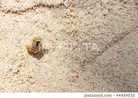 Okinawa Taketomi island coral sand and hermit crab southern country image 44484038