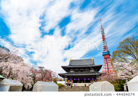 Tokyo Zojoji Sakura and Tokyo Tower 44484074