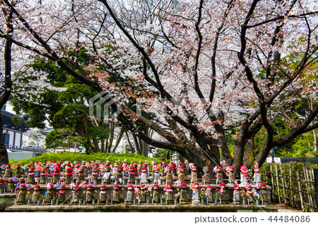 Tokyo Zojoji Temple Chikaji Jizo and Sakura Tokyo Zojoji Temple Chikaji Jizo and Sakura 44484086