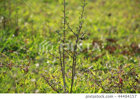 Grass green Grass green 44484157