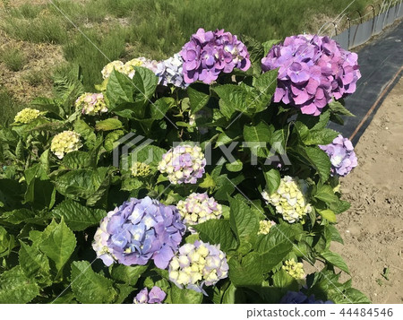 hydrangea   44484546