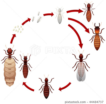 A termite life cycle 44484737