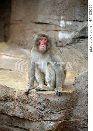 Japanese macaque Japanese macaque 44485035