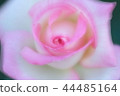 rose	 44485164