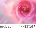 rose	 44485167
