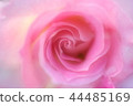 Rose   44485169