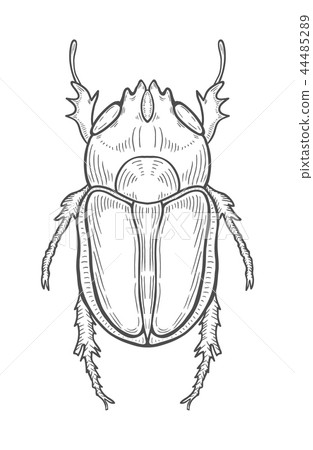 big beetle illustration 44485289