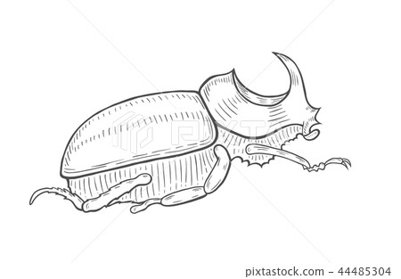 big beetle illustration 44485304