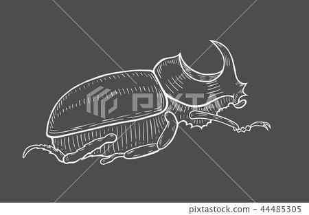 big beetle illustration 44485305