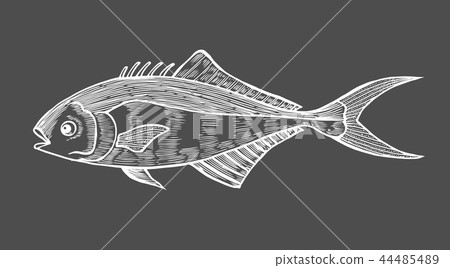 Ink sketch of fish Ink sketch of fish 44485489