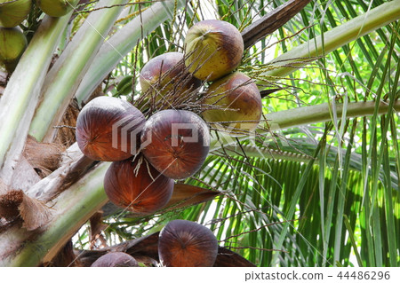 Coconuts dry on the palm tree in nature Coconuts dry on the palm tree in nature 44486296