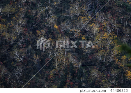 Autumn colored mountains 44486823