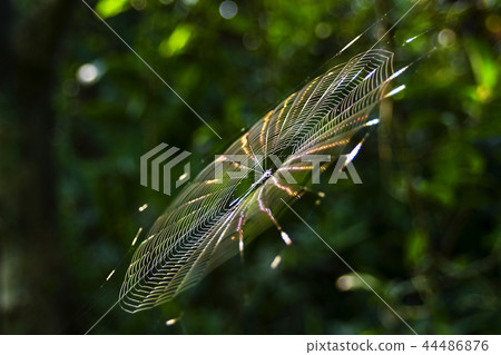 Sunlight nets. 44486876