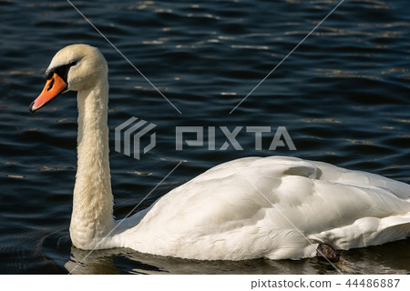 Mute Swan swim on a Dark Blue Lake Mute Swan swim on a Dark Blue Lake 44486887