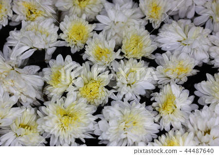 white yellow flower plant selective focus white yellow flower plant selective focus 44487640