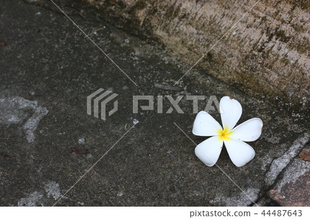 white flower selective focus on the cement floor white flower selective focus on the cement floor 44487643