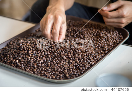 roast coffee bean with barista hand 44487666
