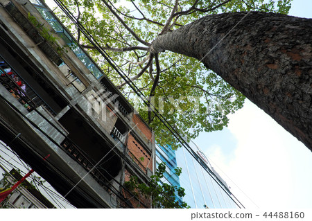 Old building and big tree 44488160