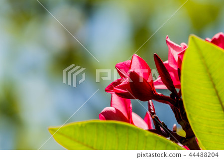 Plumeria flower pink frangipani tropical flower, Plumeria flower pink frangipani tropical flower, 44488204