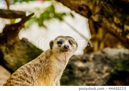 Meerkat portrait on the watch in the forest 44488233