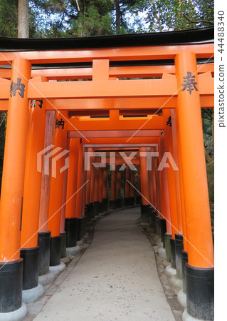 Fushimi Inari Taisha Senbon Torii 44488340
