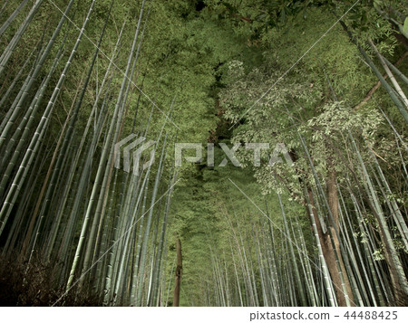 Arashiyama Hanatouro Bamboo forest road light up Arashiyama Hanatouro Bamboo forest road light up 44488425