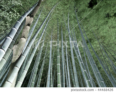 Arashiyama Hanatouro竹林道路亮起 Arashiyama Hanatouro竹林道路亮起 44488426
